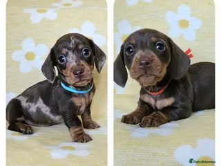 Miniature Dachshund dogs Smooth coat mini dachshunds - Advert 4