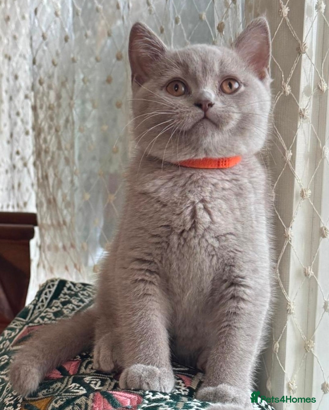 British Shorthair cats for sale: 🐾 British Shorthair Kittens Looking for Homes 🏡 - Advert 13