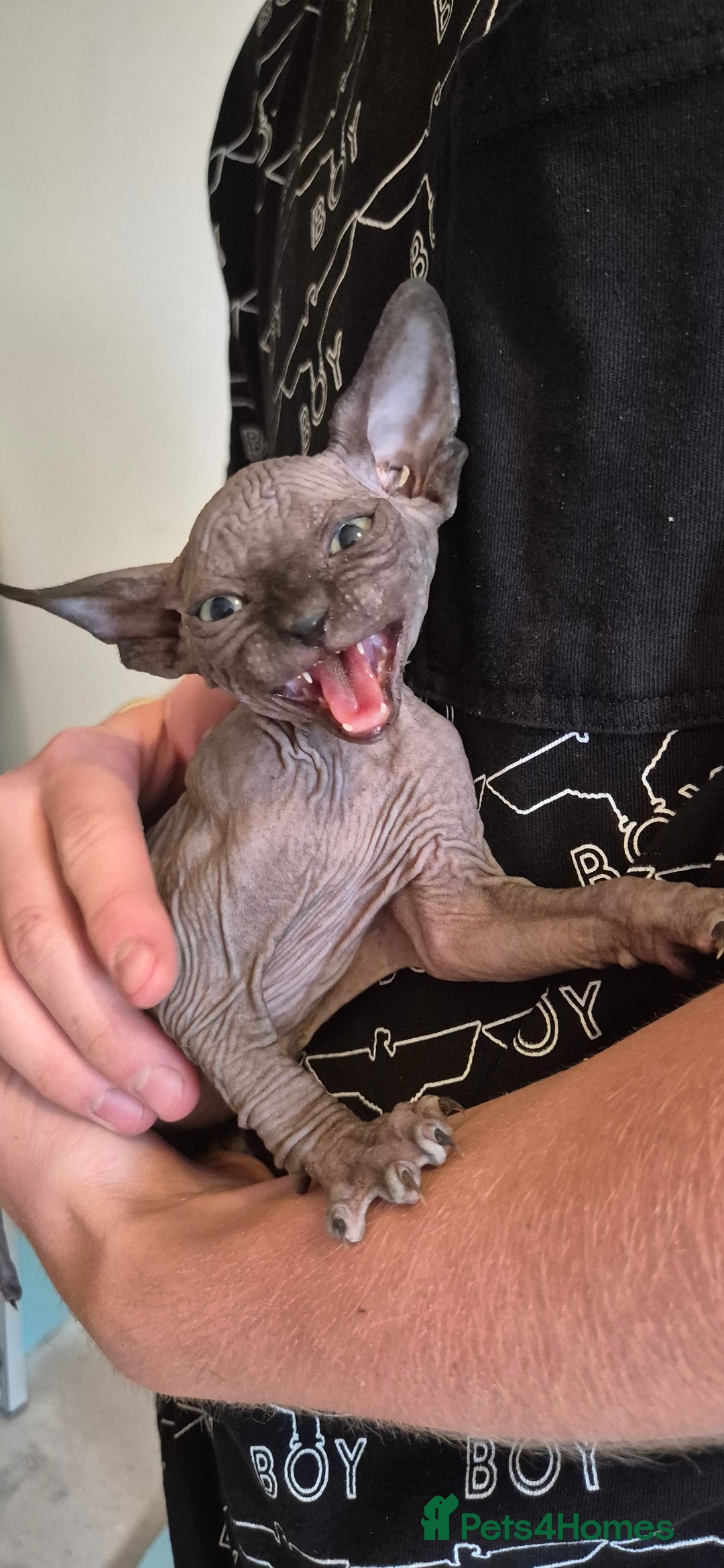 Sphynx cats for sale: Silver elf and black little babies - Image 19