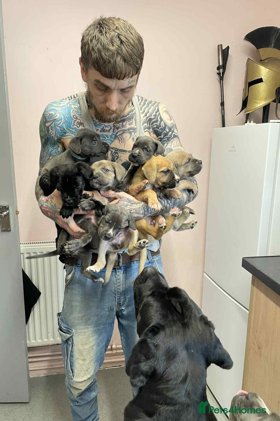 Cane Corso dogs for stud: Cane corso STUD supreme - Advert 7