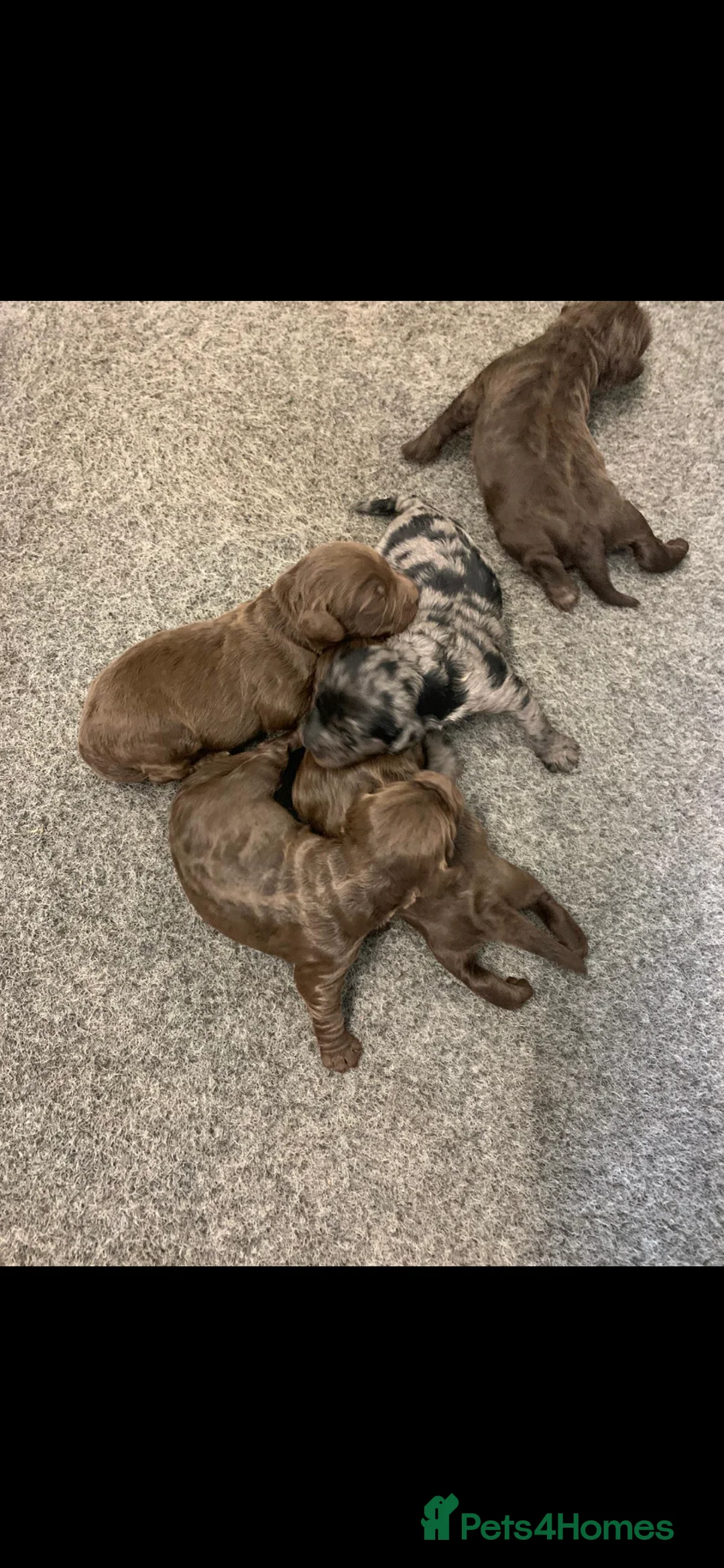 Poodle dogs for stud: Stunning Well Proven Miniature Merle Poodle in Newcastle - Advert 22