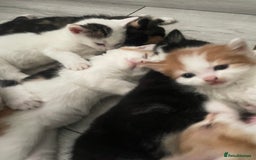 Domestic Shorthair cats for sale: Kittens For Sale – Ready to Join Your Home! - Image 4