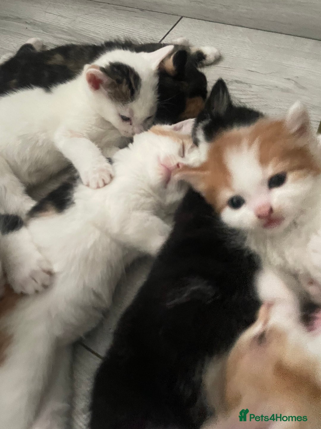 Domestic Shorthair cats for sale: Kittens For Sale – Ready to Join Your Home! - Image 4