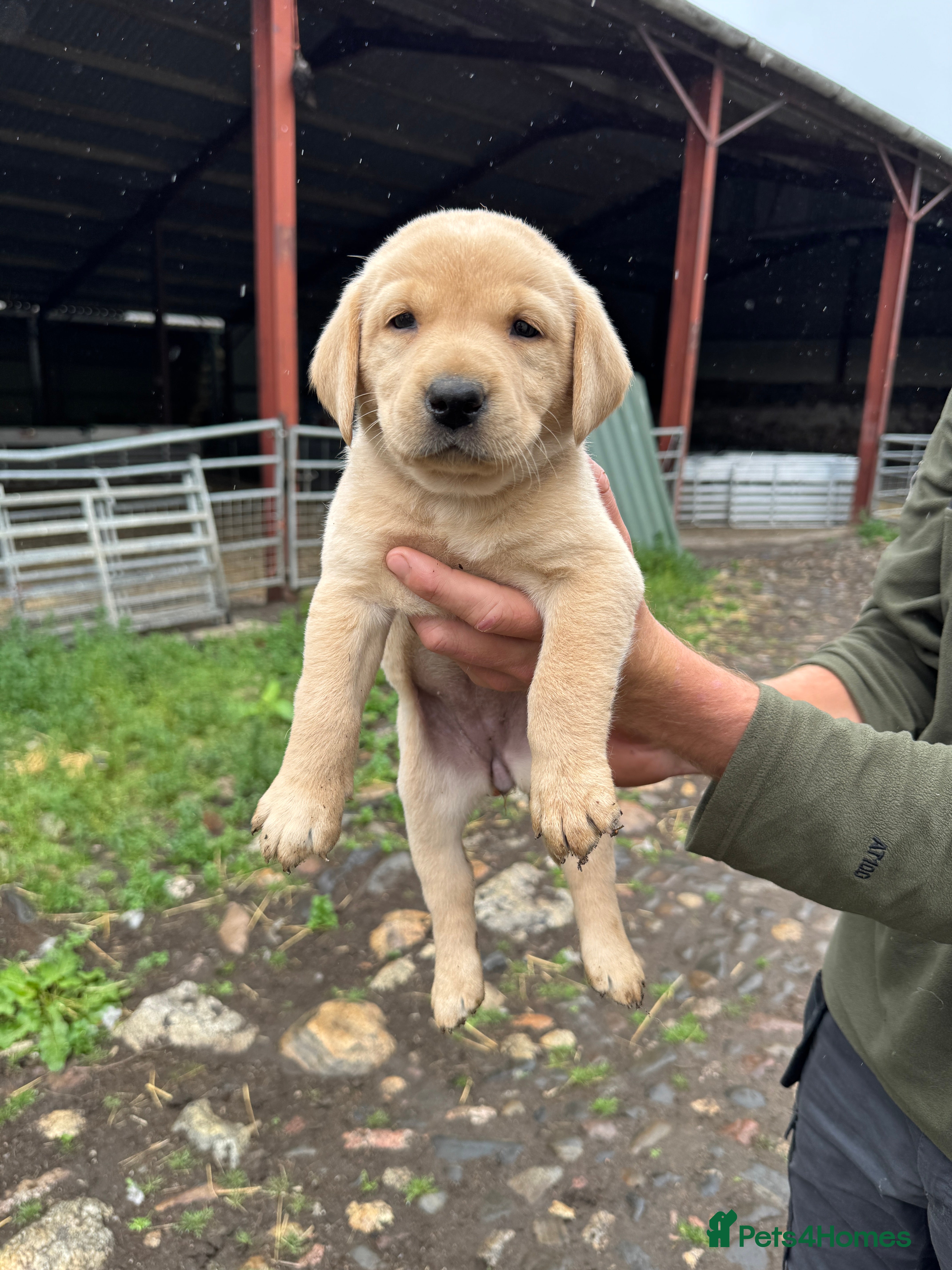 Labrador Retriever dogs Gamekeeper KC Labradors  - Advert 6