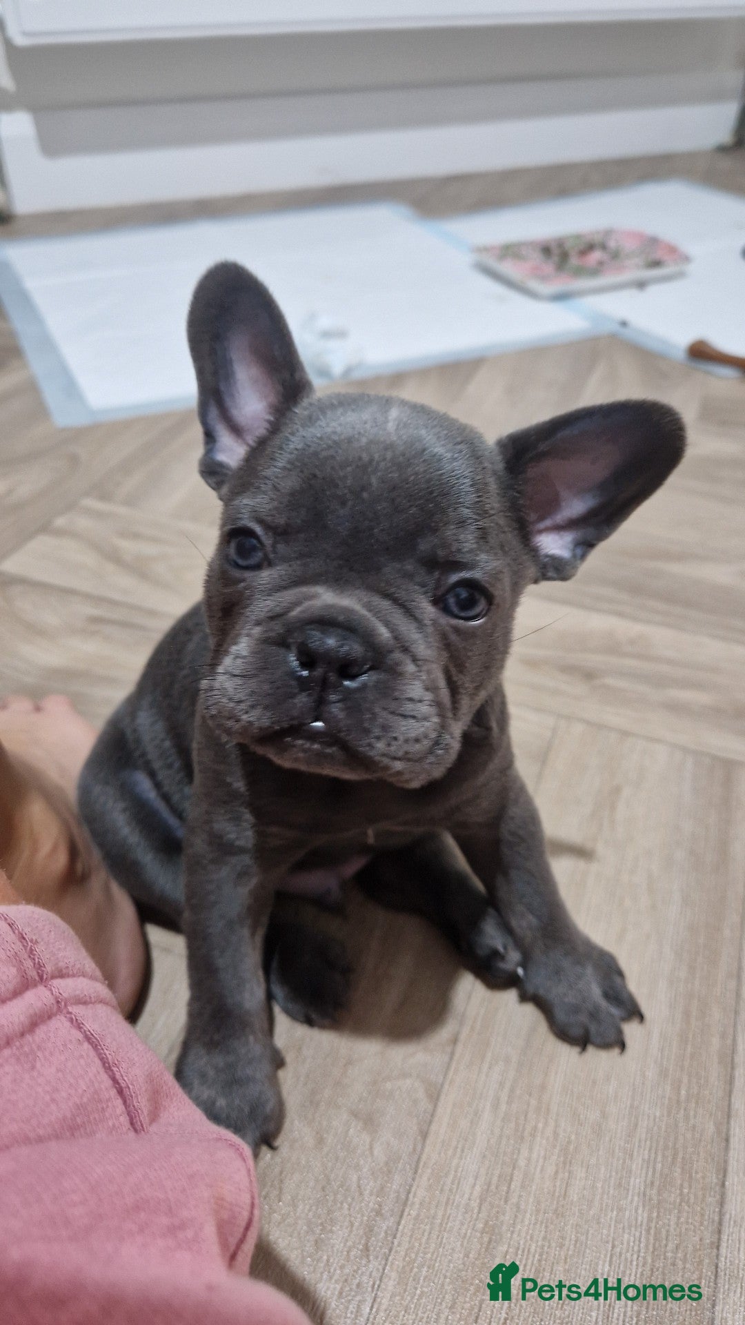 French Bulldog dogs for sale: Blue male French bulldog  - Image 2