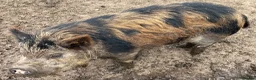 Pig livestock for sale: Intact Kune Kune/Juliana boars - Advert 3