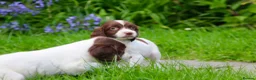 English Springer Spaniel dogs for sale: Working Line Liver And White Springer Spaniels - Advert 3