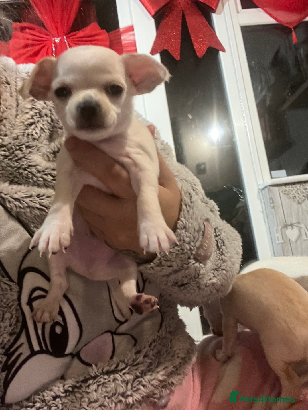Chihuahua dogs for sale: Beautiful short hair chihuahua  - Advert 27