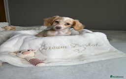 Miniature Dachshund dogs for sale: ℂ𝕝𝕖𝕒𝕣 ℂ𝕣𝕖𝕒𝕞 𝕄𝕚𝕟𝕚 𝔻𝕒𝕔𝕙𝕤𝕙𝕦𝕟𝕕𝕤 in Bootle - Image 17