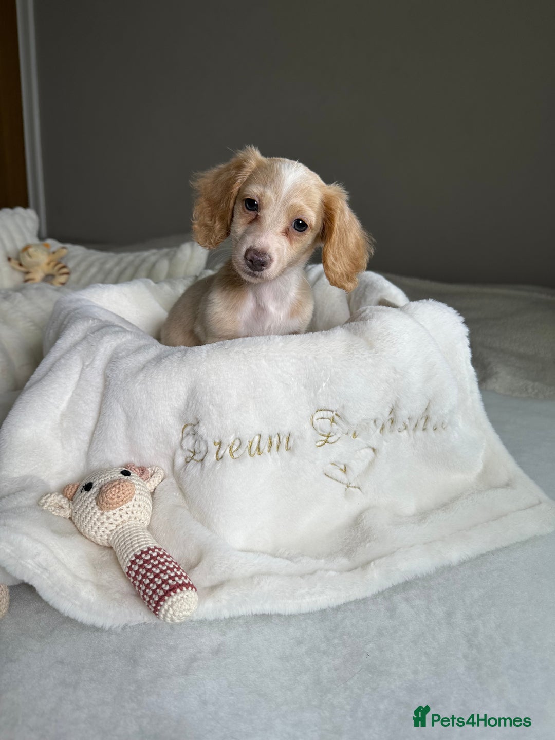 Miniature Dachshund dogs for sale: ℂ𝕝𝕖𝕒𝕣 ℂ𝕣𝕖𝕒𝕞 𝕄𝕚𝕟𝕚 𝔻𝕒𝕔𝕙𝕤𝕙𝕦𝕟𝕕𝕤 in Bootle - Image 17