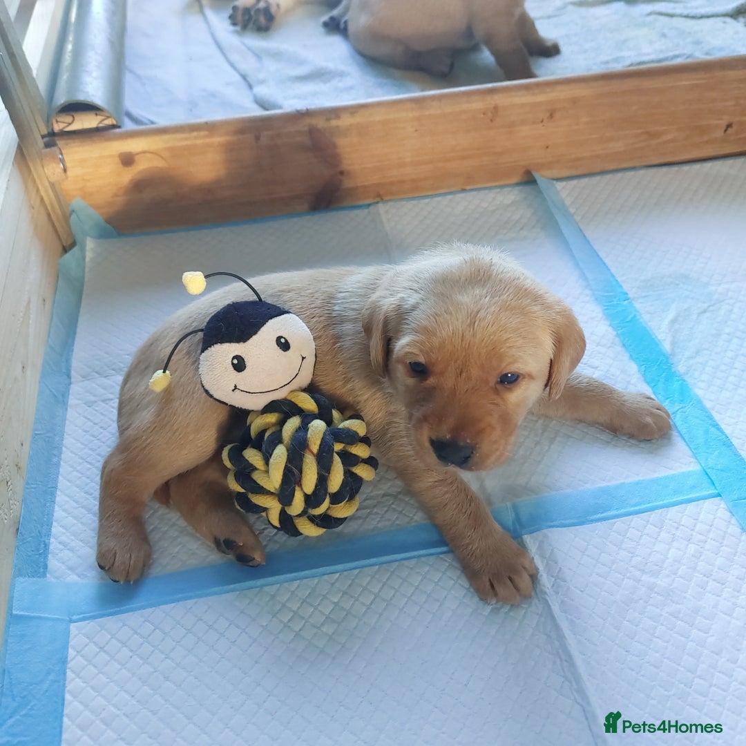 Labrador Retriever dogs for sale: Coco’s Labrador Puppies Seeking Loving Homes - Advert 30