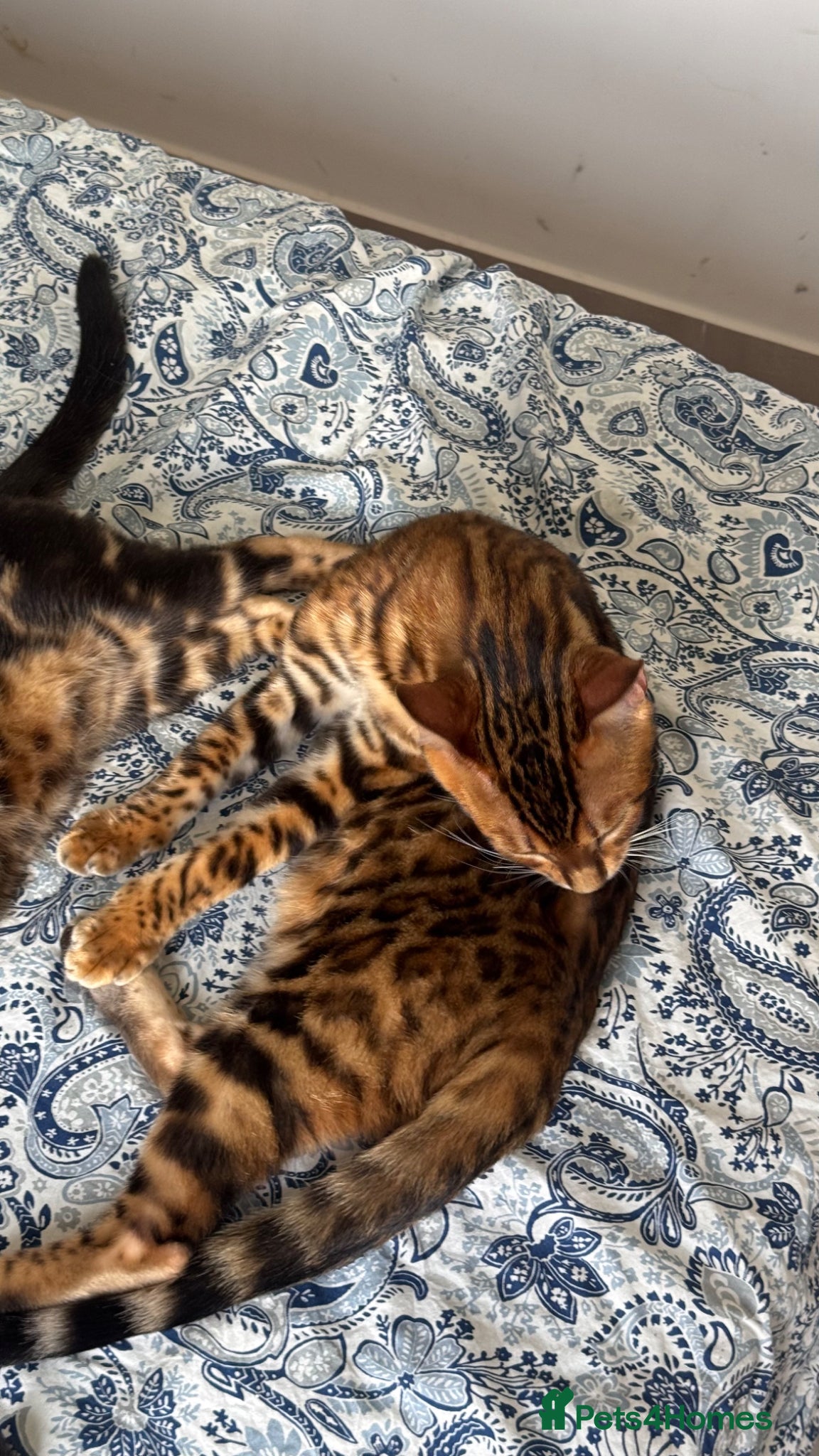 Bengal cats for sale: TICA Bengal cats adorable educated with kid NO UK  in London - Advert 34