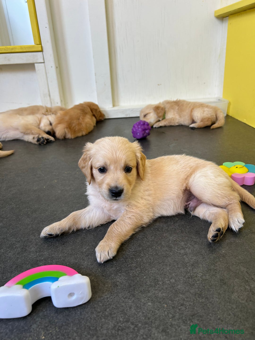 Golden Retriever dogs for sale: Golden retriever puppies for sale  - Image 7