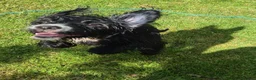 Mixed Breed dogs for sale: Cocker-tzu girl - Advert 2