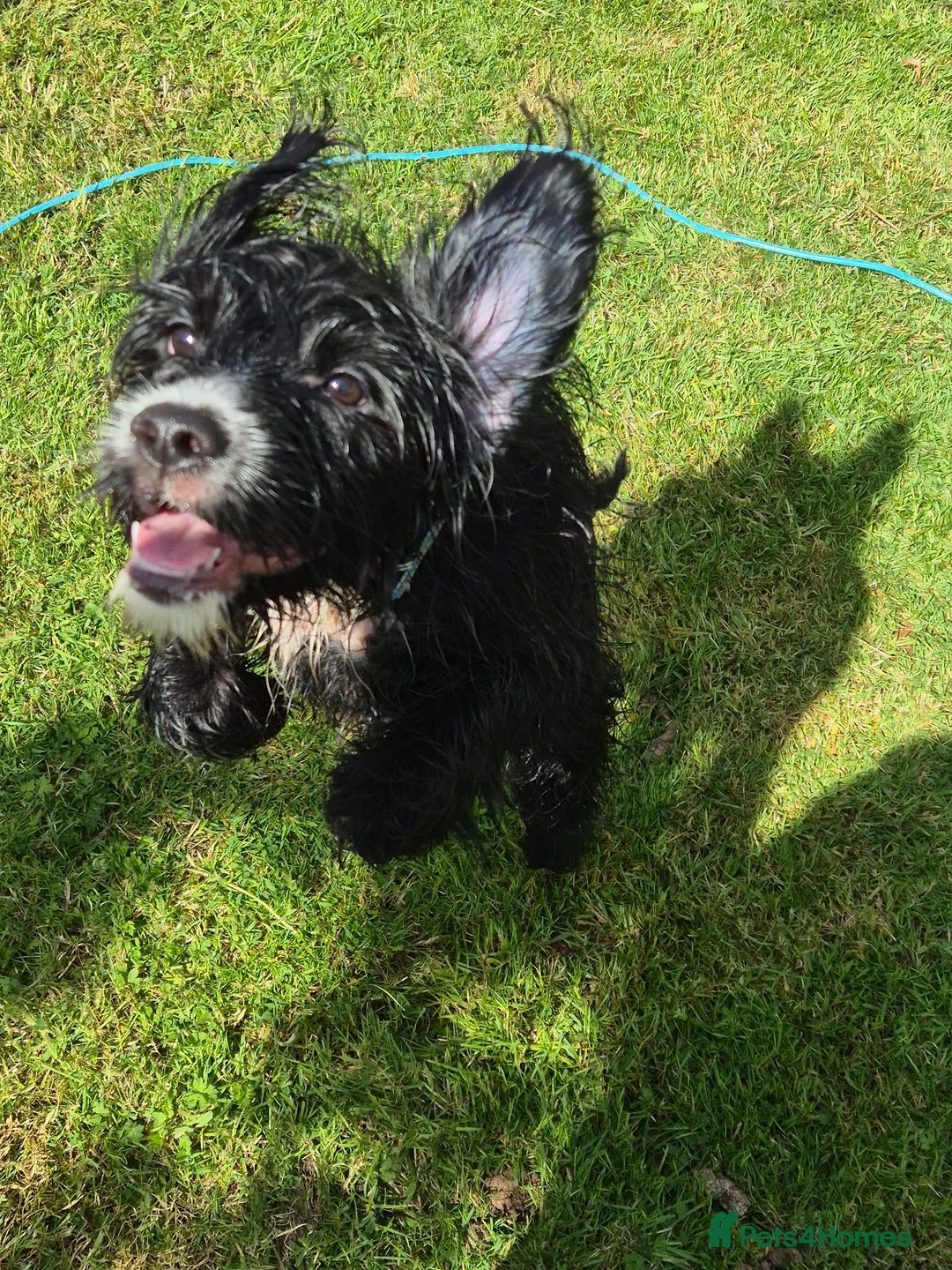 Mixed Breed dogs for sale: Cocker-tzu girl - Advert 2