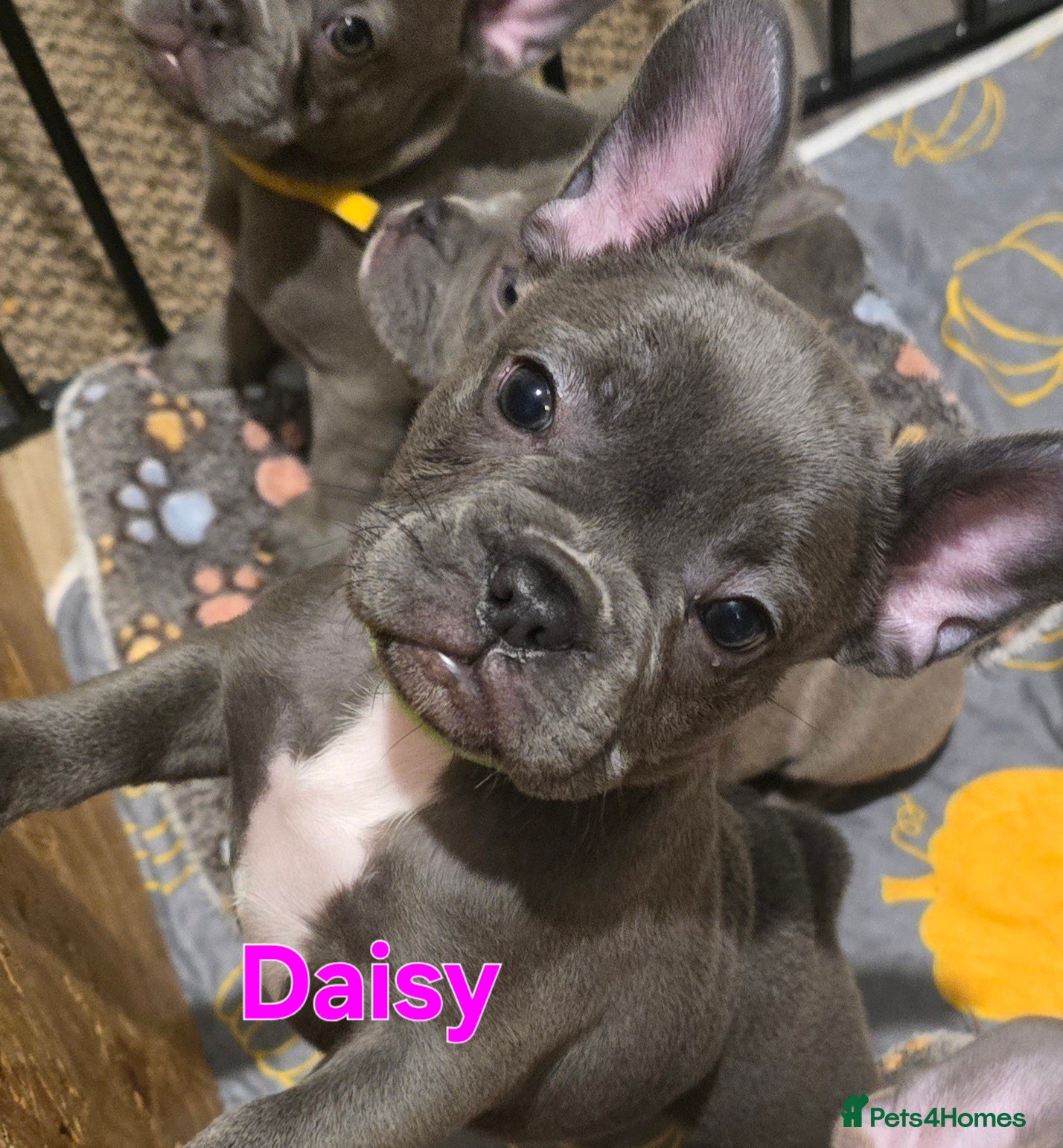 French Bulldog dogs 💙🐶French Bulldog Puppies💙🐶 - Advert 2