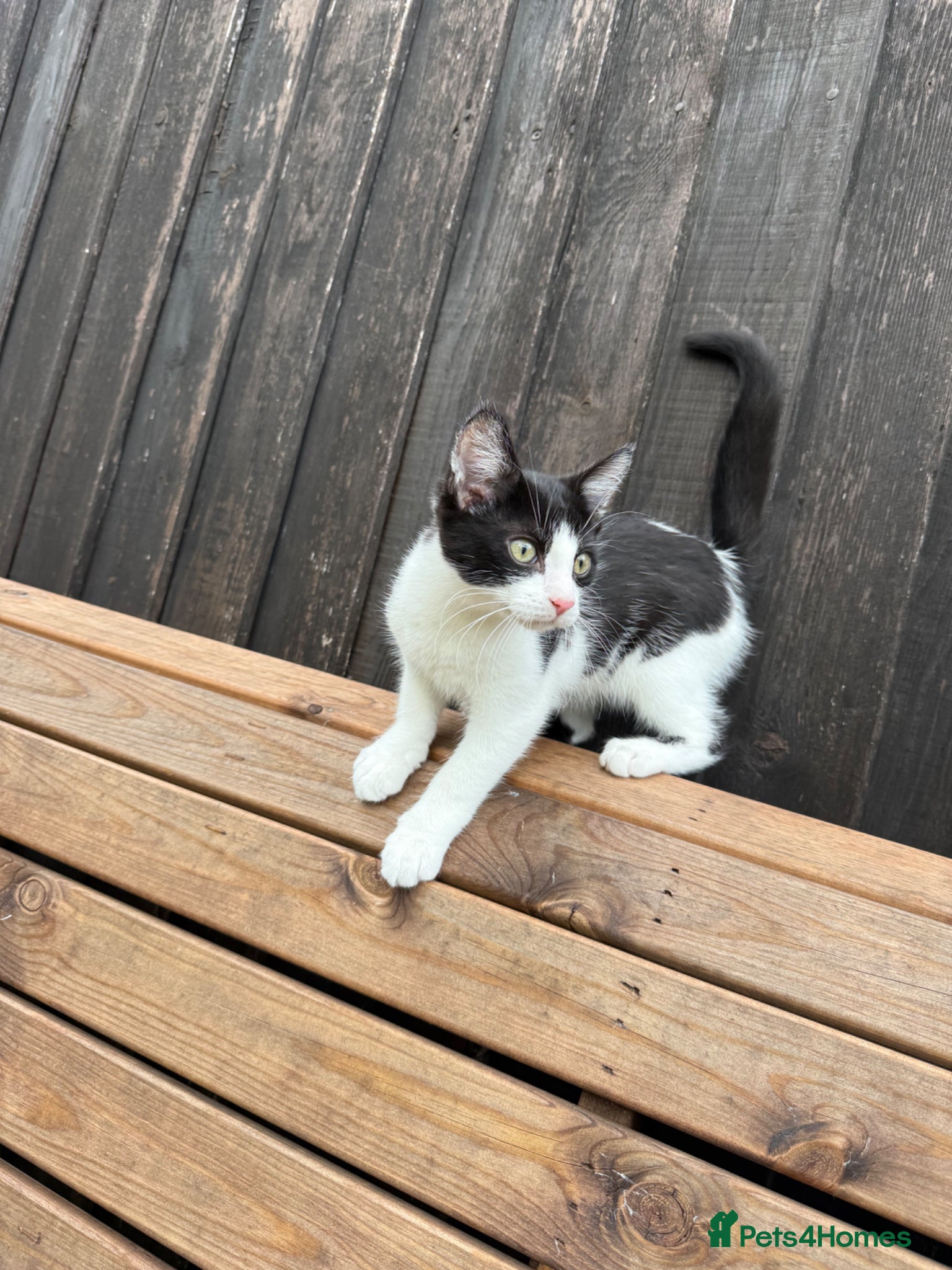 British Shorthair cats 5 month Old Kitten Winnie - Advert 4