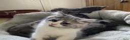 Mixed Breed cats for sale: Beautiful fluffy kittens available  - Advert 7