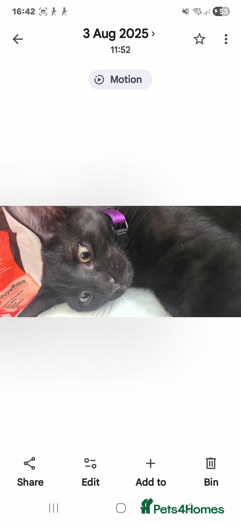 Domestic Shorthair cats 2 kittens available  - Advert 1