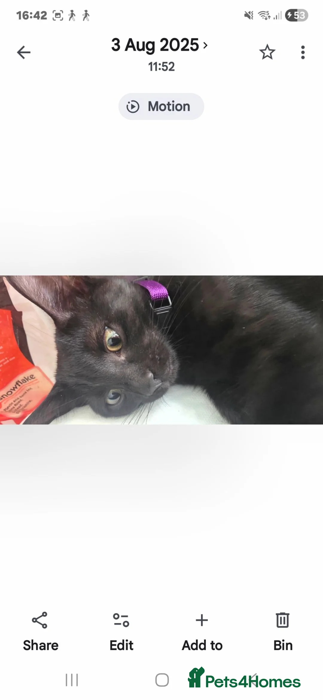 Domestic Shorthair cats for sale: 2 kittens available  in Ascot - Advert 1