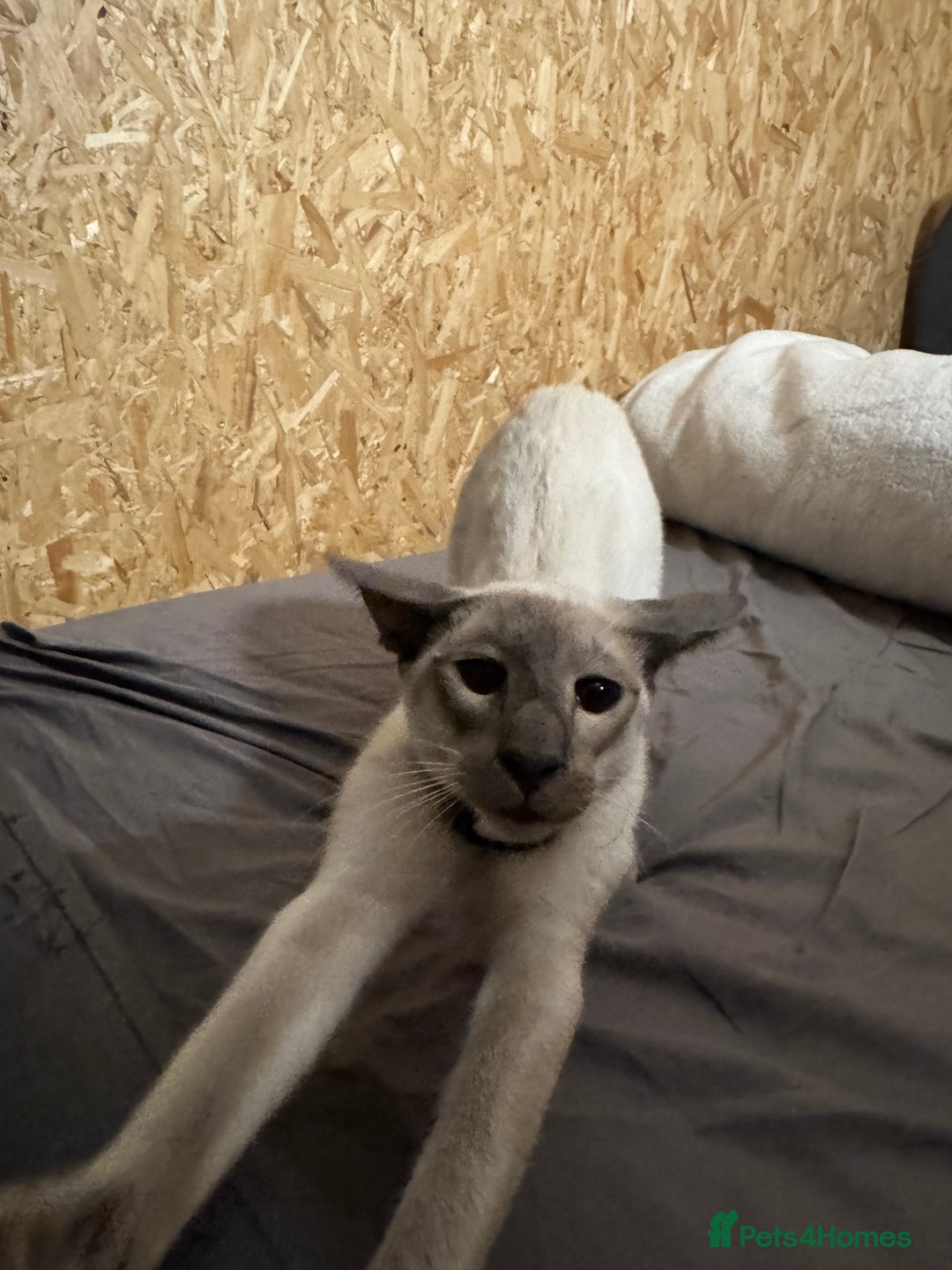 Oriental cats for sale: Oriental Male  - Advert 6