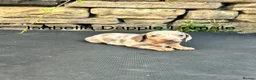 Miniature Dachshund dogs for sale: Miniature Dachsunds males and females - Advert 4