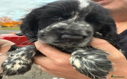 Cocker Spaniel dogs for sale: Cocker Spaniel Puppies - Image 2