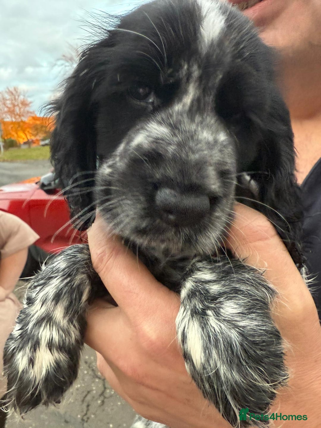 Cocker Spaniel dogs for sale: Cocker Spaniel Puppies - Image 2