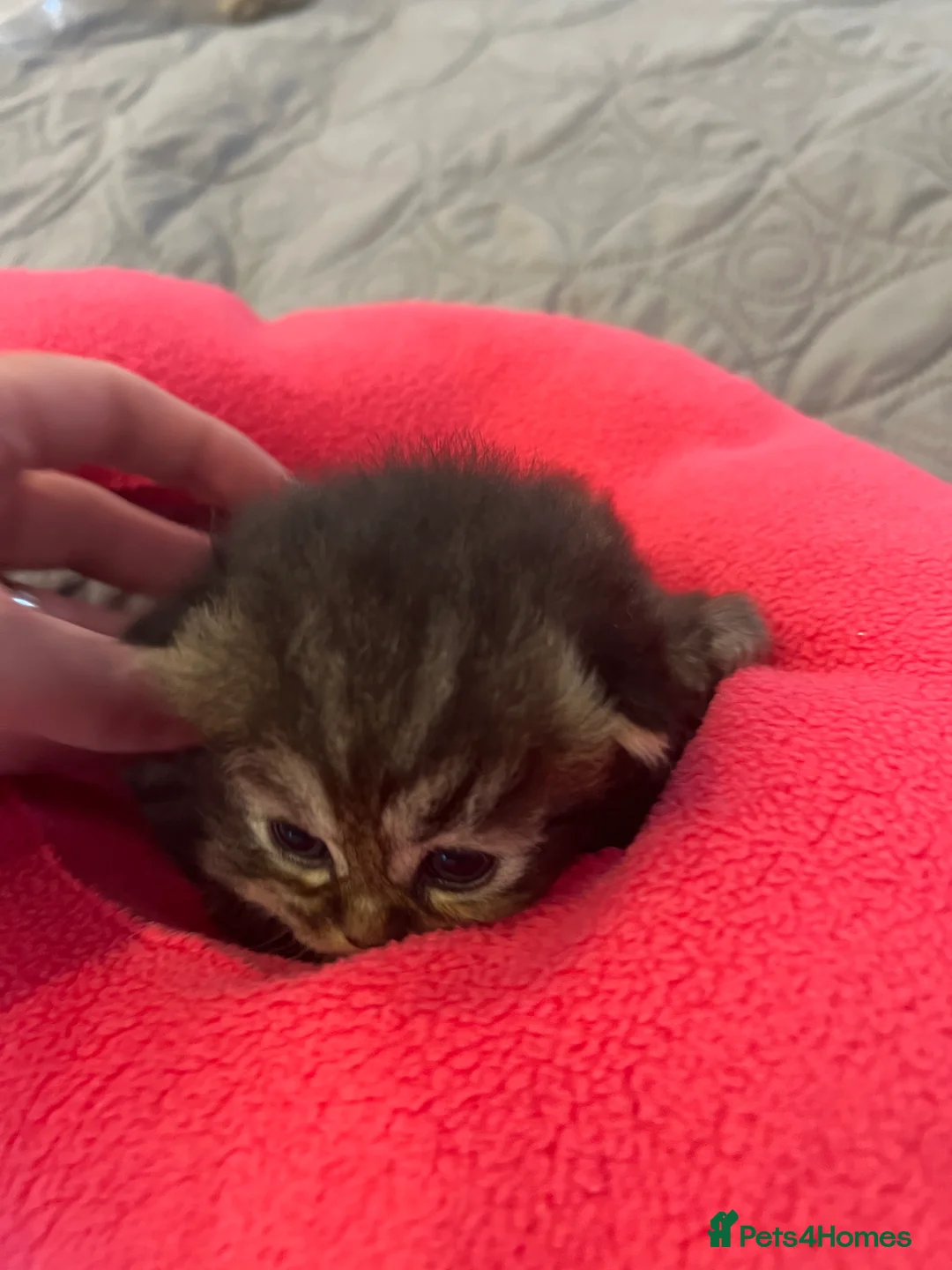 Persian cats for sale: *Last 2* Gorgeous litter of Persians  - Advert 14