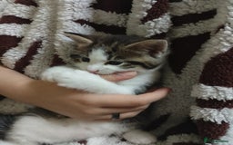 Mixed Breed cats for sale: Beautiful female tabby kittens - Image 4