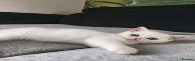 British Shorthair and Longhair 