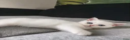 British Shorthair cats for sale: TICA 🐾 British Shorthair and Longhair kittens  - Advert 6
