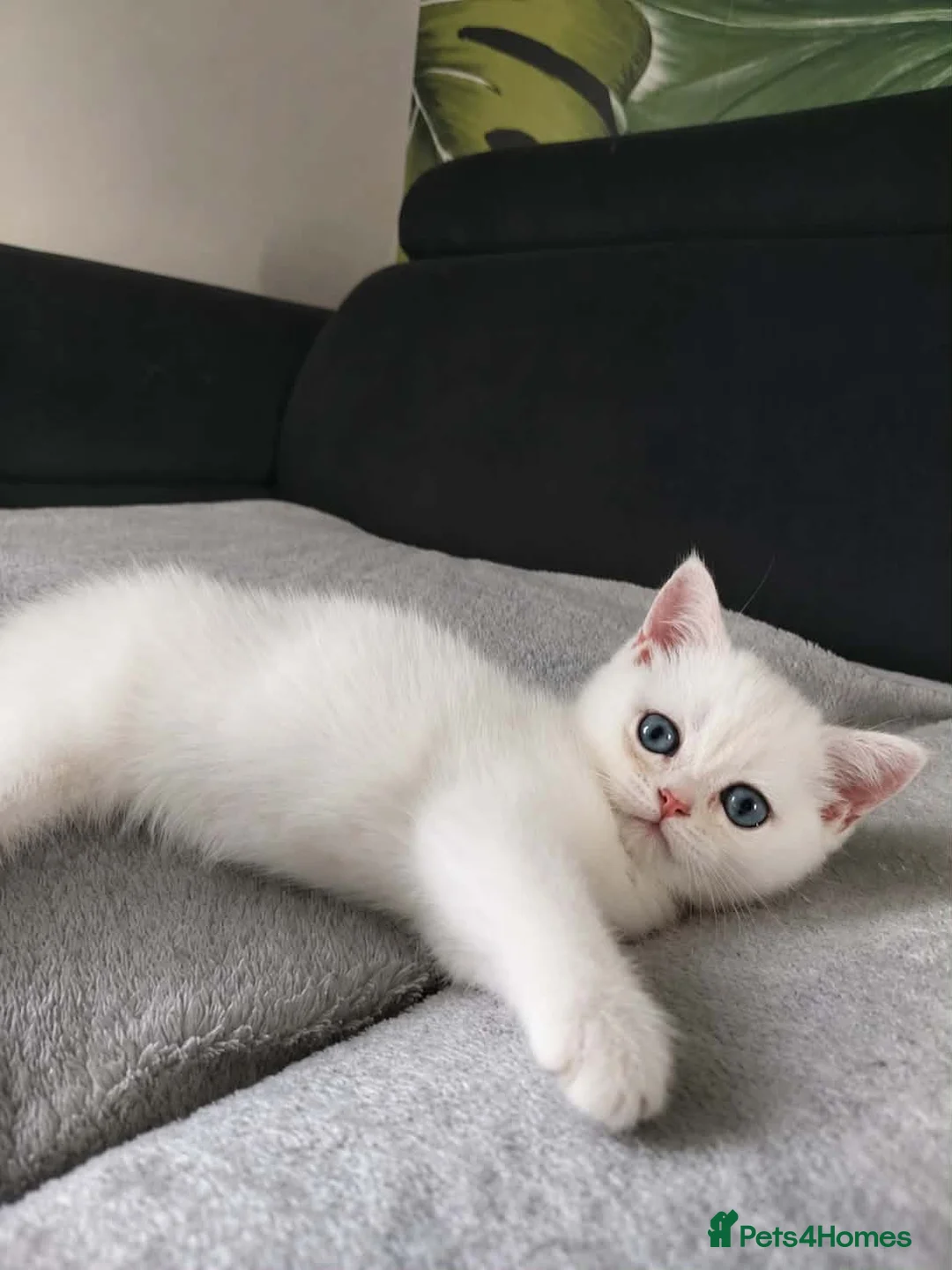 British Shorthair cats for sale: TICA 🐾 British Shorthair and Longhair kittens  - Advert 16