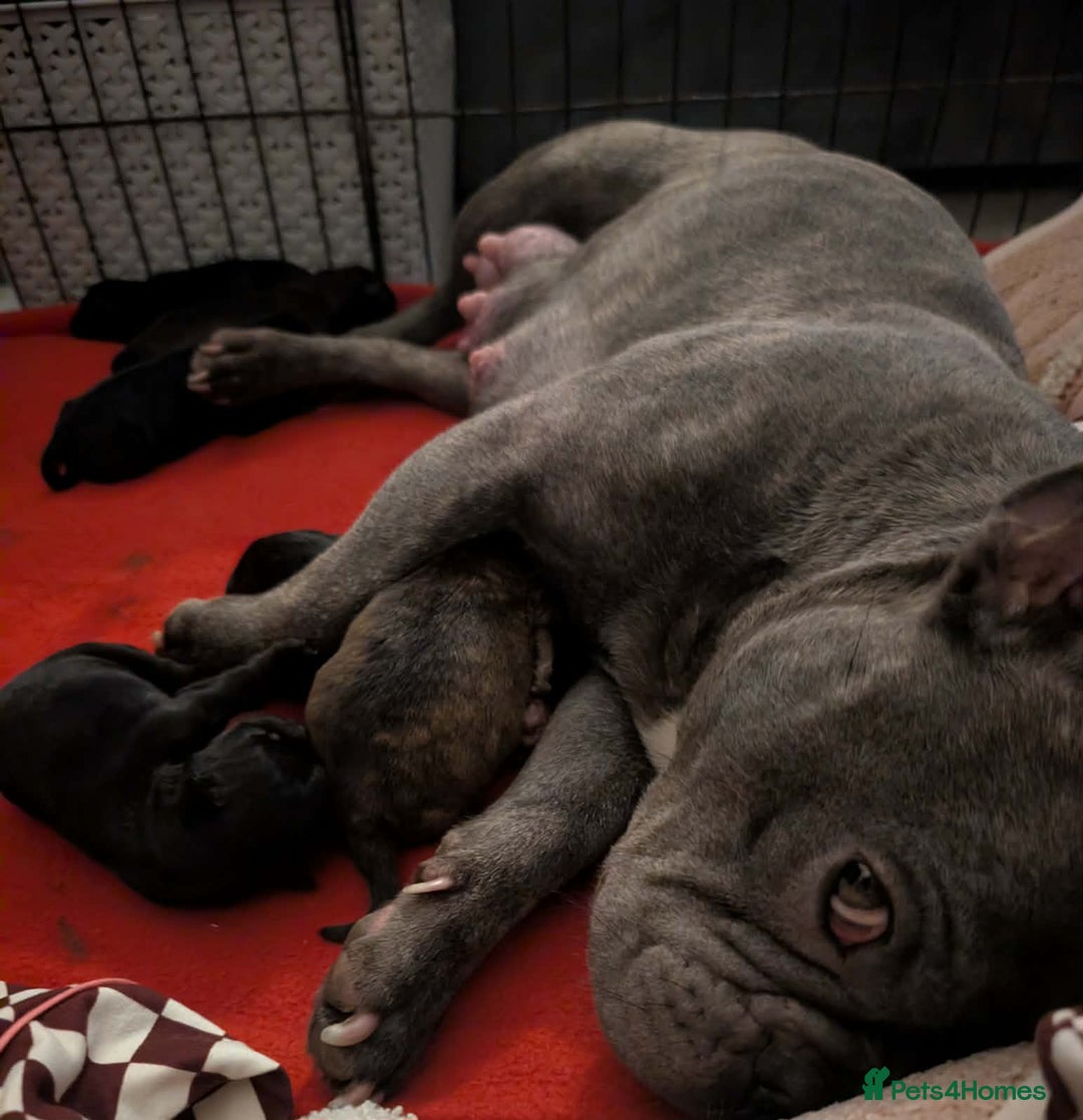 Mixed Breed dogs for sale: Froodle puppies  - Advert 3