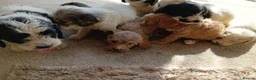 Cockapoo dogs for sale: Cockapoos in Stourport-on-Severn - Advert 4