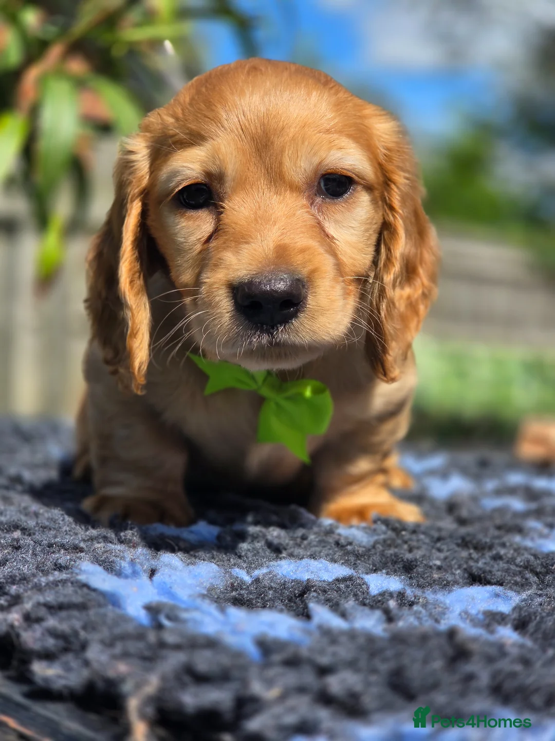 Miniature Dachshund dogs for sale: Beautiful red longhaired boy  - Advert 1