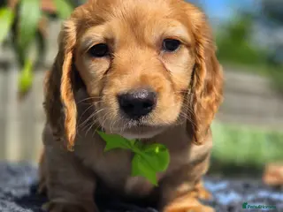 Miniature Dachshund dogs Beautiful red longhaired boy - Advert 1