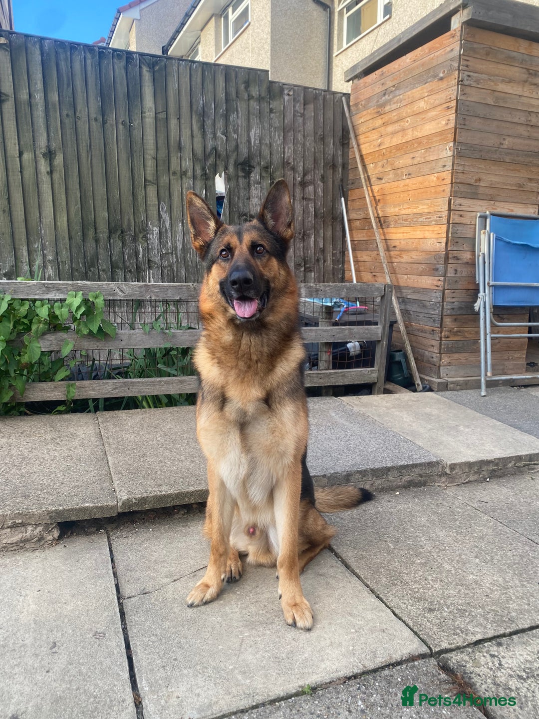 German Shepherd dogs for stud: German shepherd stud  - Image 5