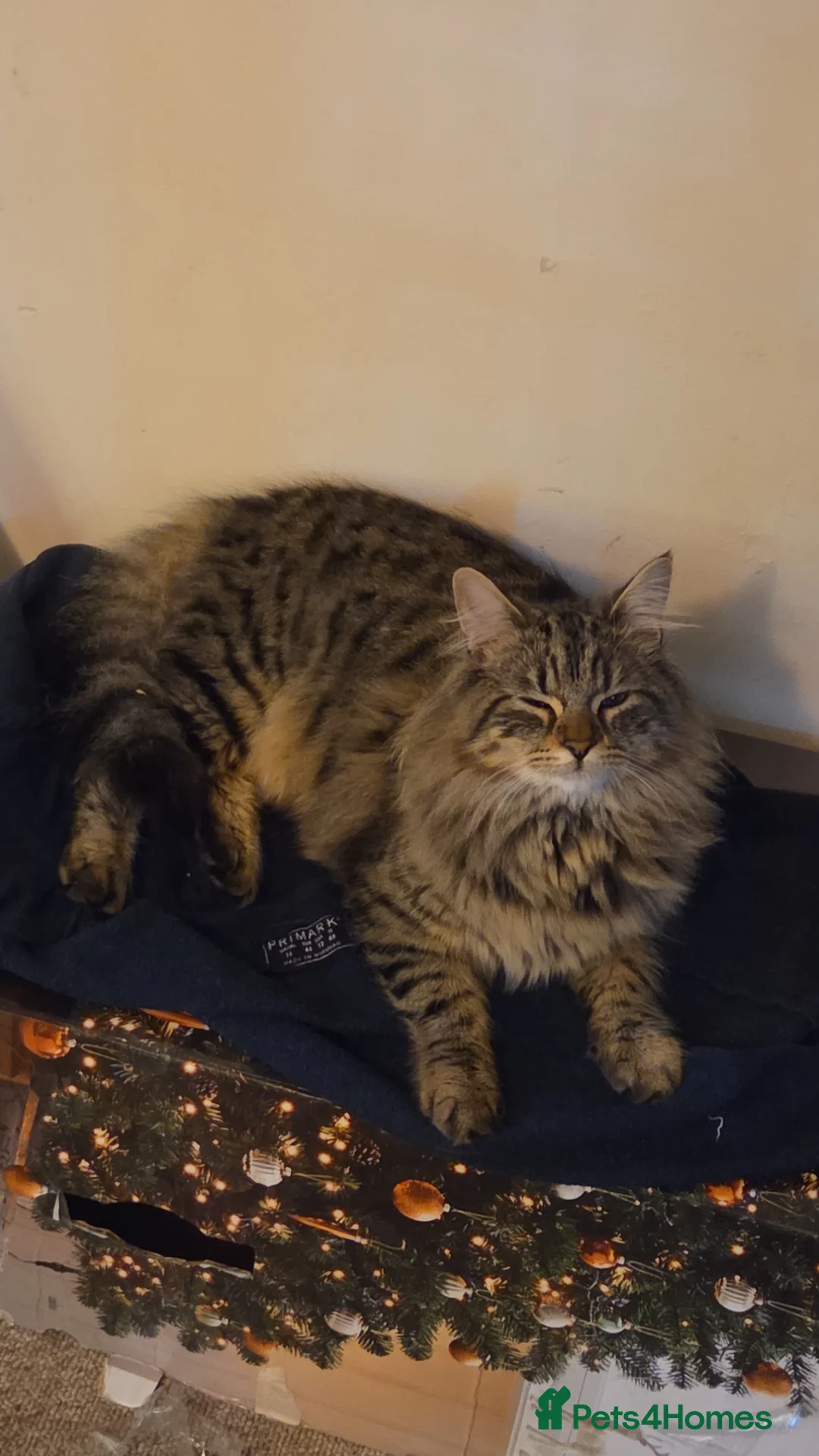 Siamese cats for sale: Cute Siamese Cross Mainecoon Kitties in Torquay - Advert 2