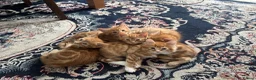 Mixed Breed cats for sale: Ginger Kittens Very Cute - Advert 13
