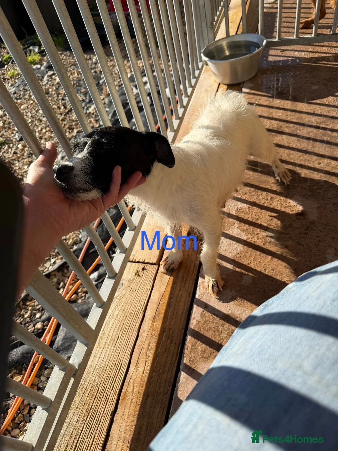 Jack Russell dogs for sale: Jack Russell puppies  in Wolverhampton - Advert 2