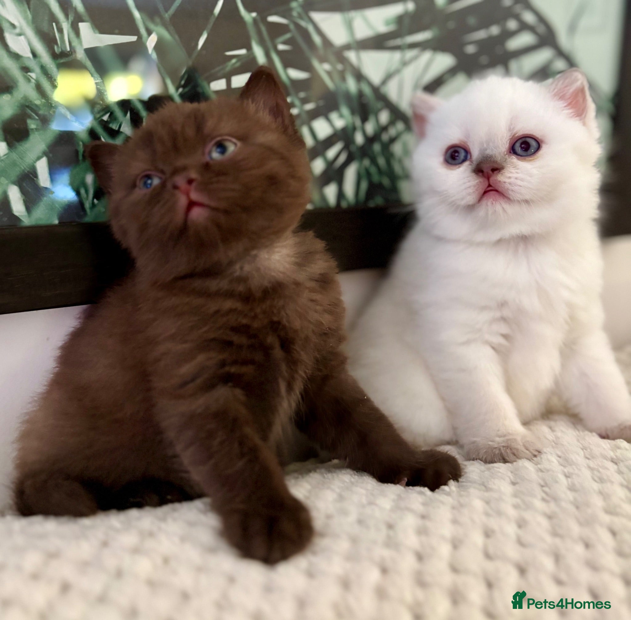 British Shorthair cats 🐾💙Beautifully Stunning GCCF BSH Kittens💙🐾 - Advert 1
