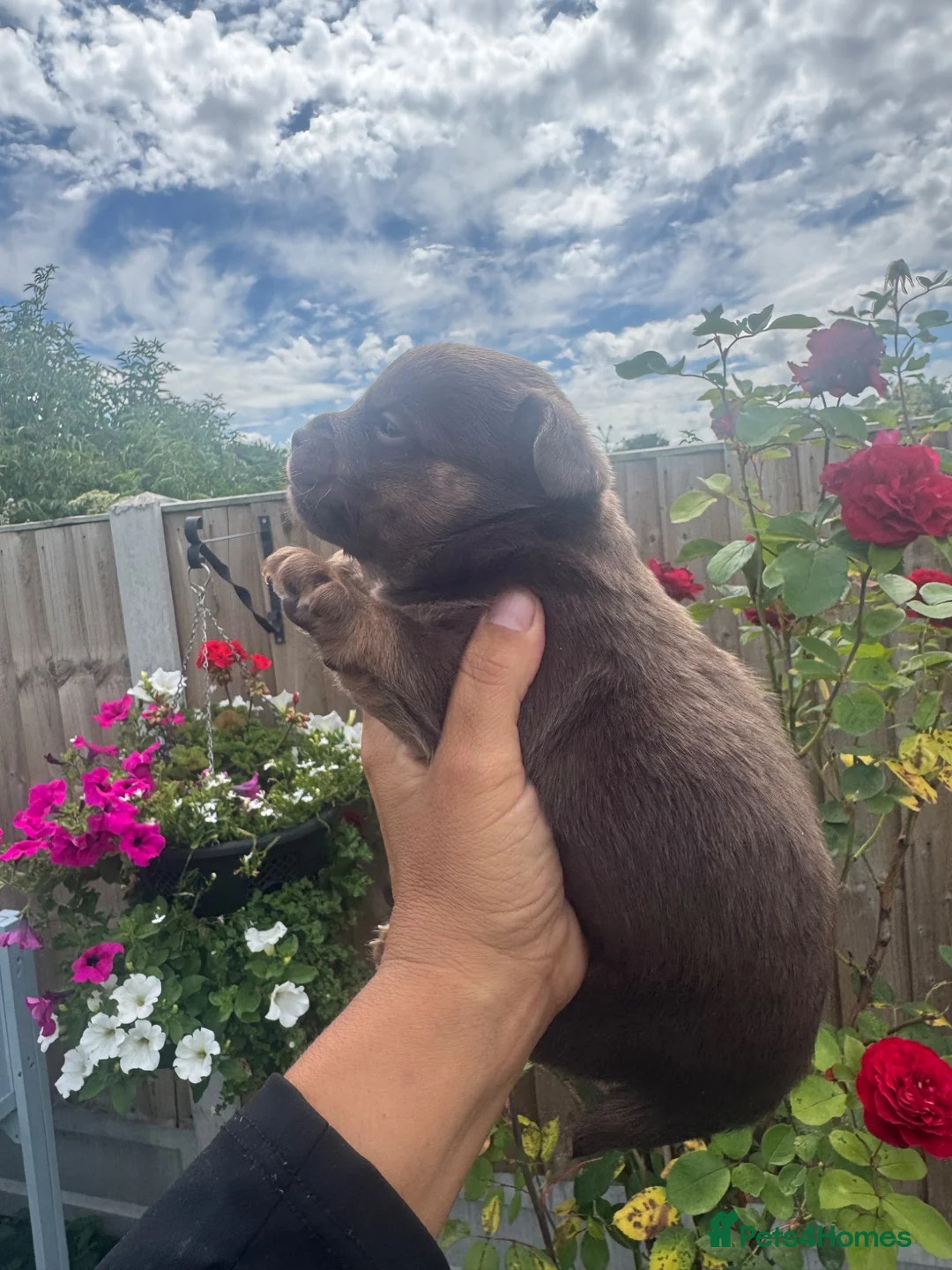 Jack Russell dogs for sale: Jack Russell pups  - Advert 7