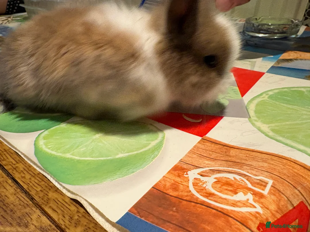 Lionhead rabbits for sale: 4 Lionhead bunnies for sale- mixed  - Advert 11