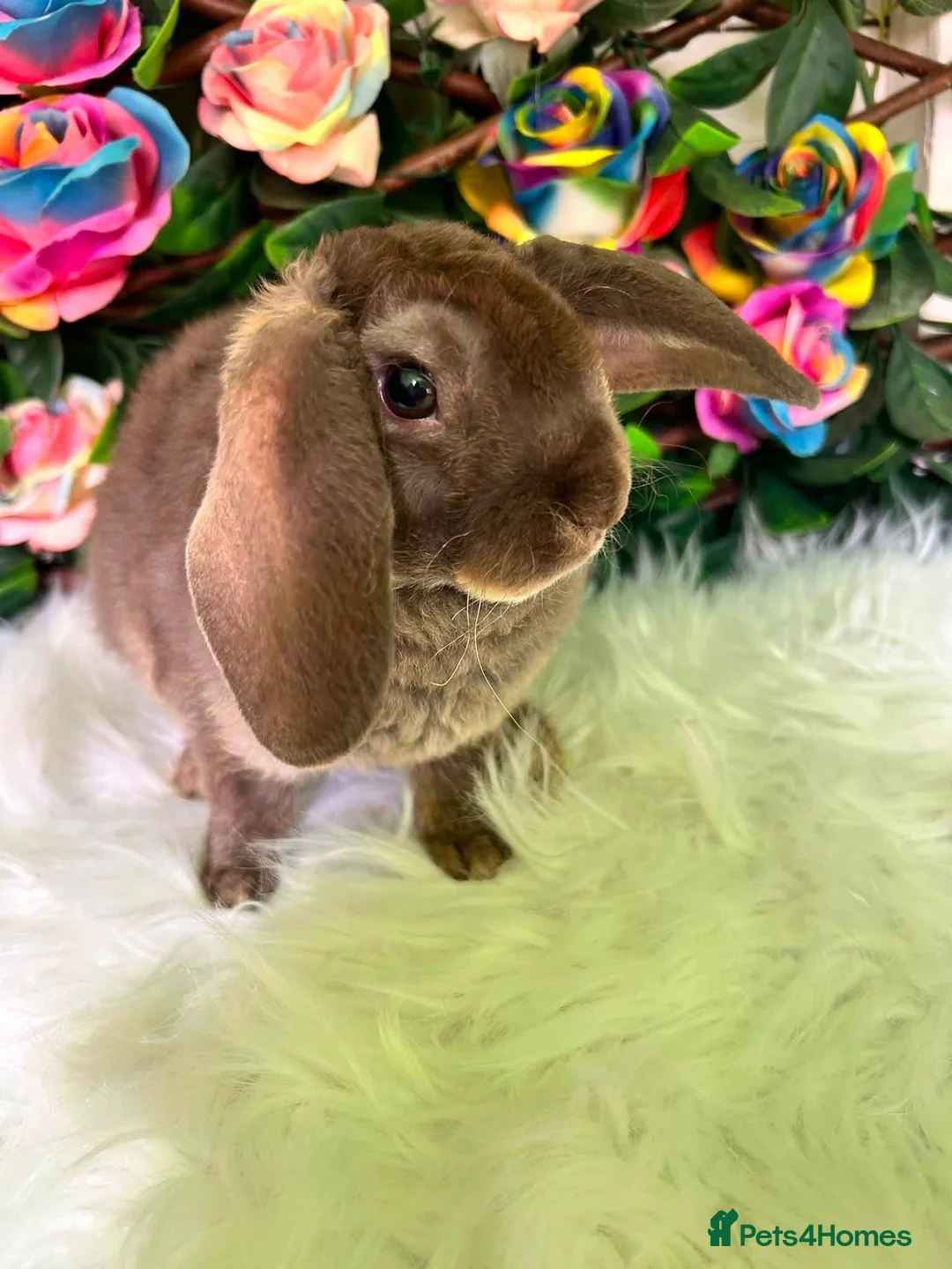 Mini Lop rabbits for sale: 🦋 Mini plush lop Babys 🦋 - Advert 5