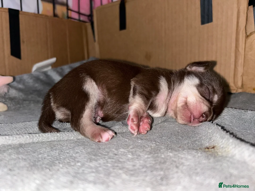 Chihuahua dogs for stud: Chihuahua Boy for stud Brown  - Advert 7