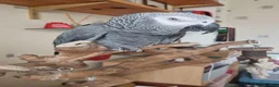 Parrots birds for sale: Harry  in Retford - Advert 1