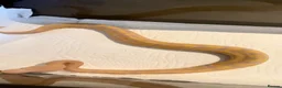 Python Snake reptiles for sale: Candy-GHI-66% het Pied Female - Advert 28