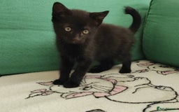 Mixed Breed cats for sale: One black boy ready to go - Image 8