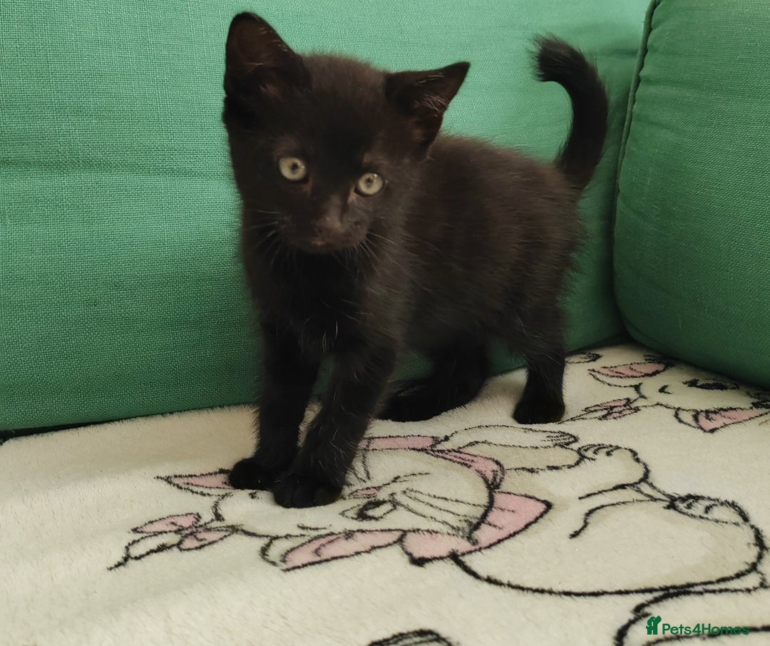 Mixed Breed cats for sale: One black boy ready to go - Image 8